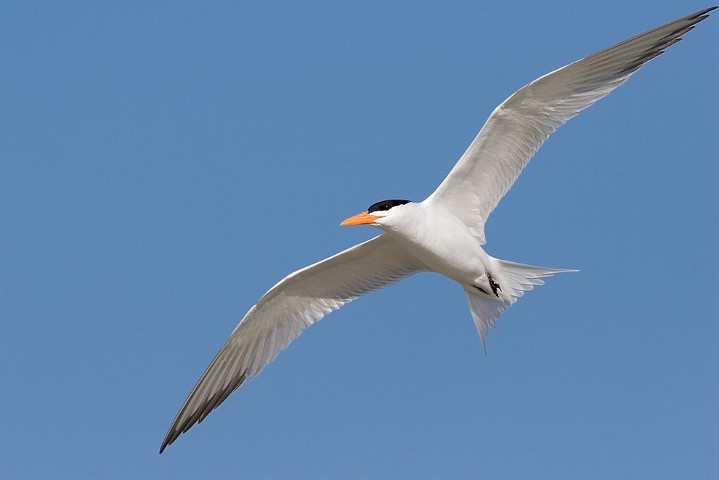 Knigseeschwalbe Sterna maxima Royal Tern